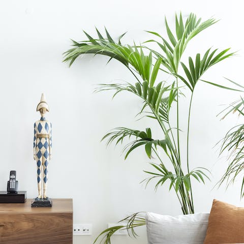 A collection of houseplants