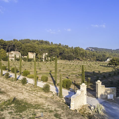 An incredible 13 hectares of olive trees