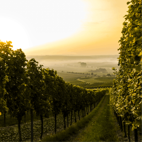 Stroll out the door and into the vineyards of the Pènedes