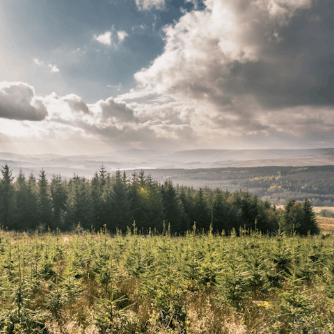 Explore Gisburn Forest, a five-minute drive away