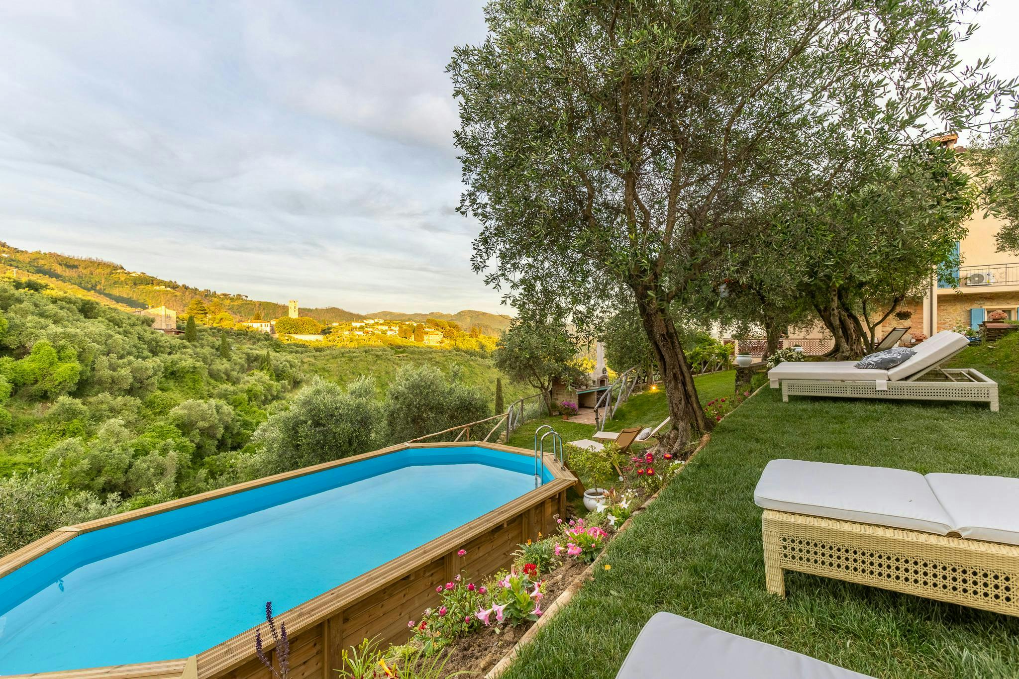 Olive Grove Serenade