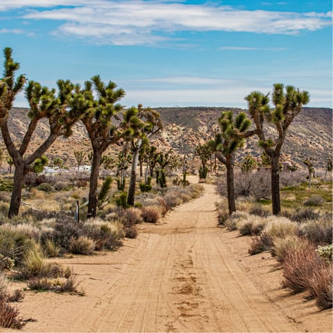 Explore Joshua Tree National Park, just minutes away