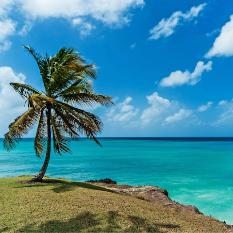 Explore the beautiful beaches lining the western coast of Barbados