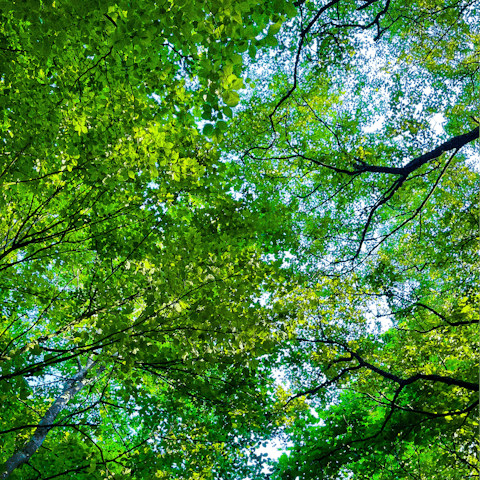 Follow hiking trails through the beautiful countryside of Gloucestershire