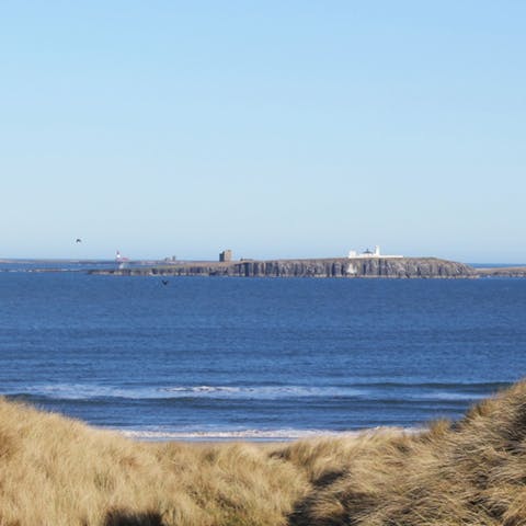 Spot seels and seabirds on an expedition out to Farne Islands, fifteen minutes' ferry away