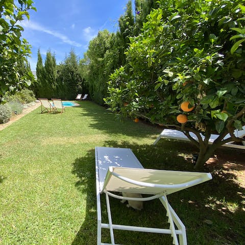Beat the heat beneath the shade of the orange groves