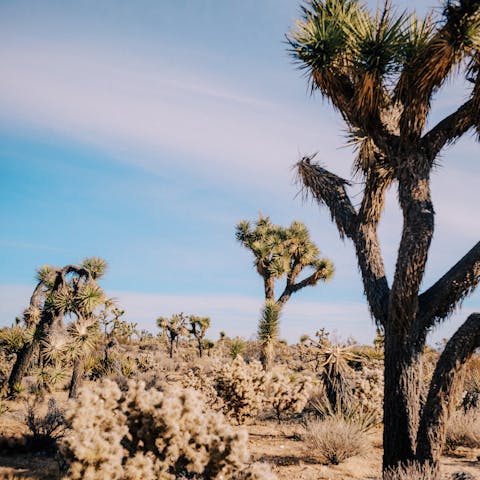 Explore Joshua Tree's desert oasis on your doorstep