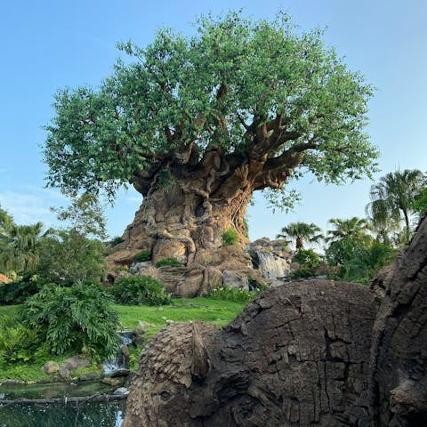 Stay a twenty-minute drive from Disney's Animal Kingdom theme park