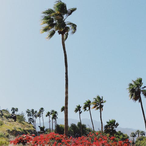 Take one of the home's beach cruiser bikes to explore the Palm Springs neighbourhood