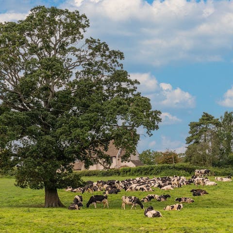 Watch the cows quietly graze in the field across the lane