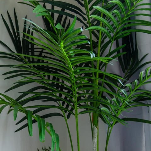 Lush houseplants