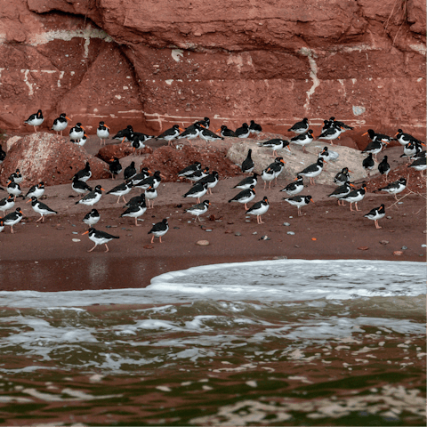 Wander down to spot the oyster catchers at Ness Cove Beach