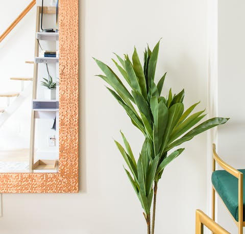 A decent collection of houseplants