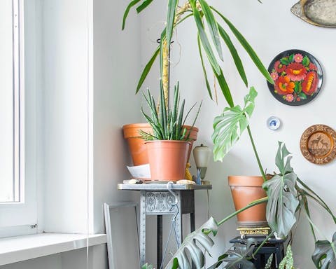 All of the green plants you could ever want