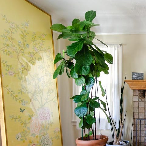 The enormous houseplant