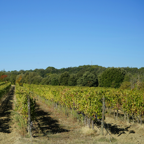 Explore Sicilian countryside and vineyards