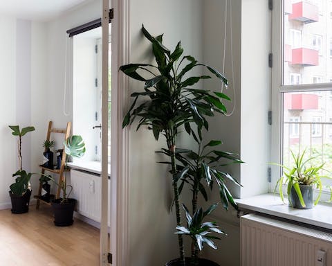 Lots and lots of plants