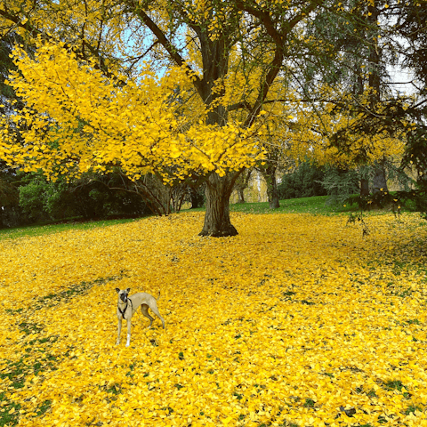 Stroll through Madrid's green parks for a breath of fresh air