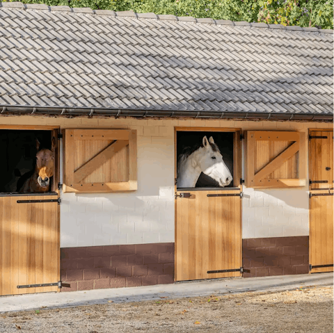 Treat your group to a special horse riding experience 