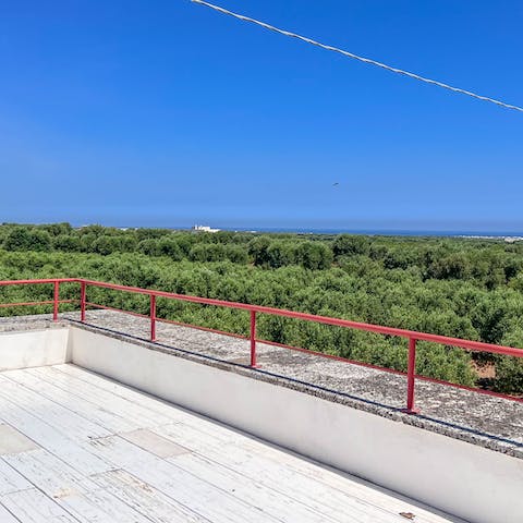 Admire the views over the olive groves to the coast