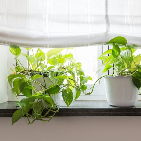 The plants growing on the windowsill