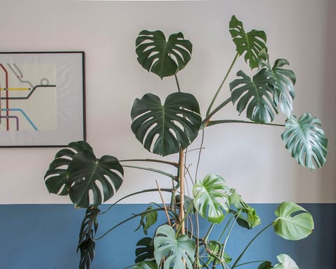 Stay in a breathable apartment with a brilliant houseplant collection