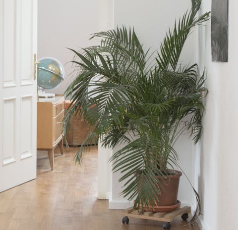 Wonderful houseplants