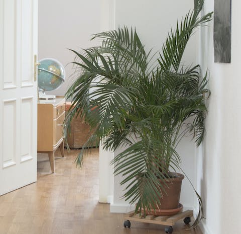 Wonderful houseplants