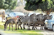 Spend a day at Safari Ramat Gan
