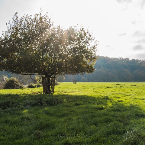 Go for long walks in the Devon countryside