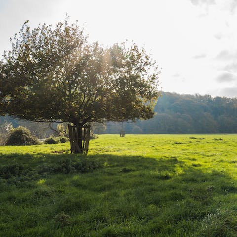 Go for long walks in the Devon countryside