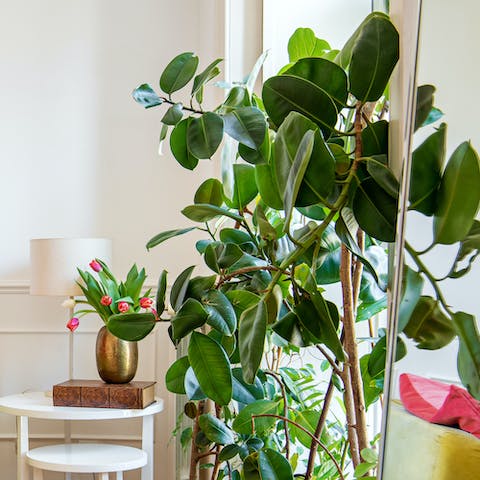 The collection of plants