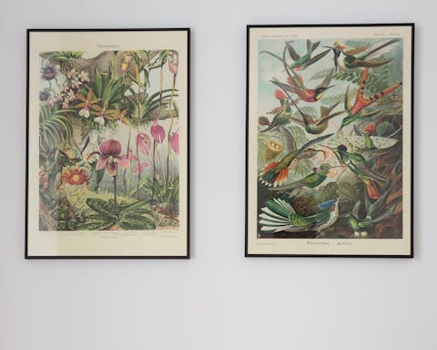 Decorative botanical posters
