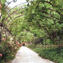Stroll through the Royal Botanical Garden