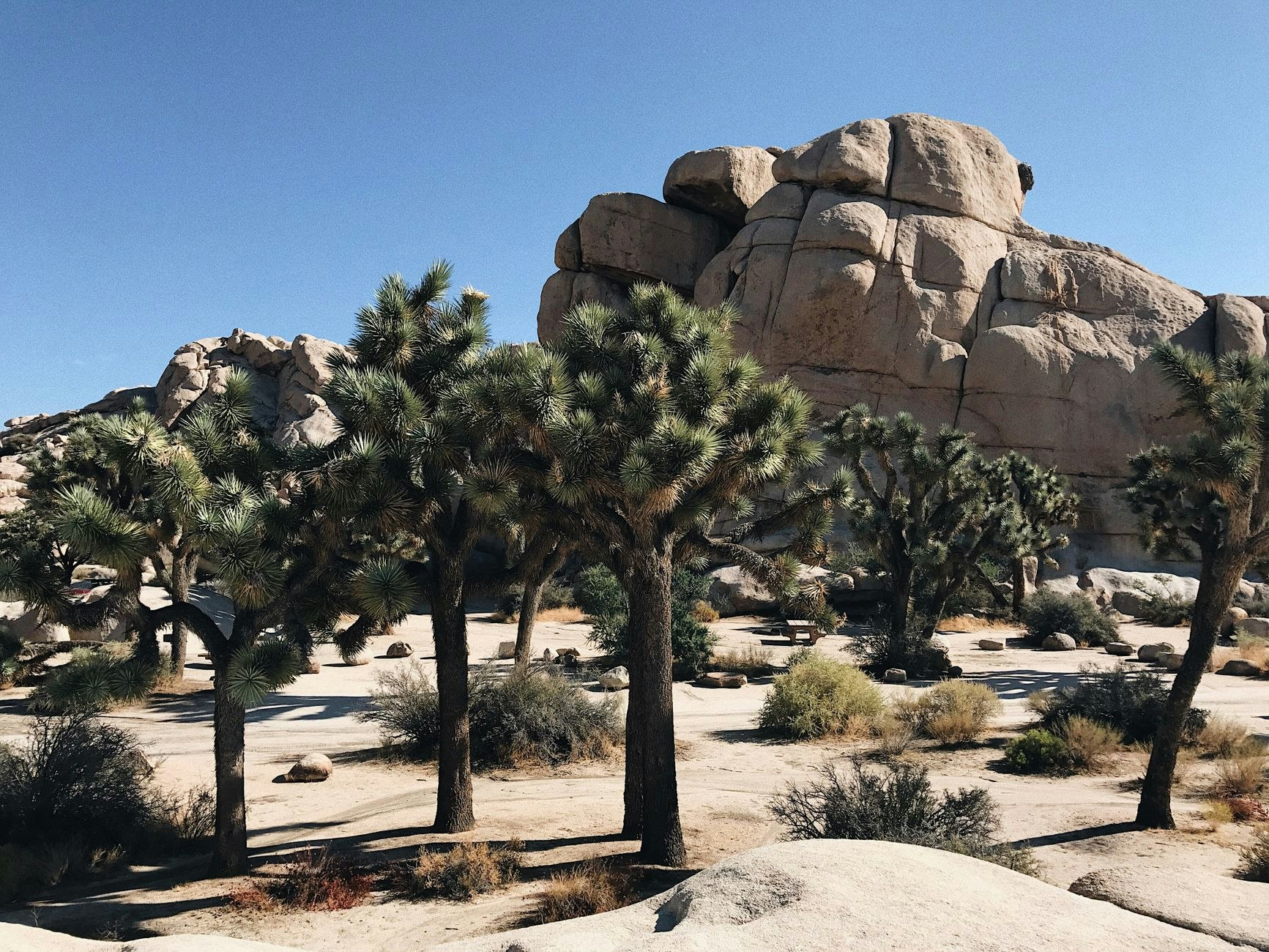Deco & Desert