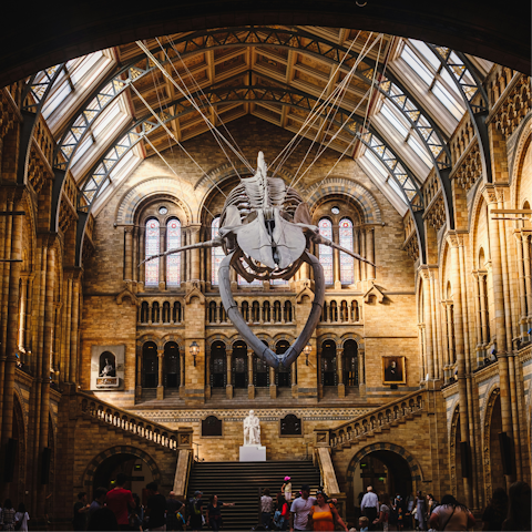 Spend an afternoon exploring the Natural History Museum