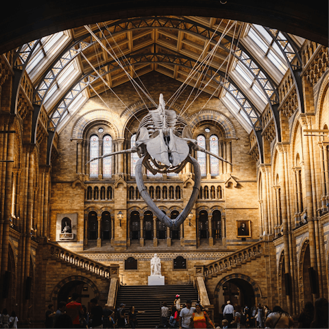 Spend an afternoon exploring the Natural History Museum