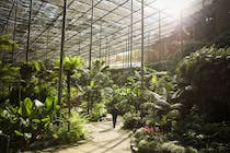 Step inside a Portuguese greenhouse at Estufa Fria