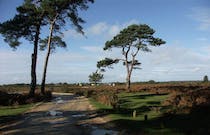 Slip away to New Forest National Park