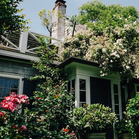 Spectacular roses in bloom