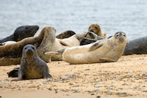 Explore Blakeney Point's Seals and Scenic Walks