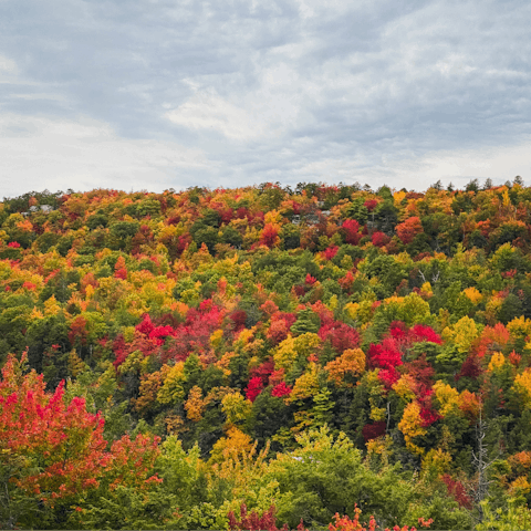 Explore the Western Catskills from your home in the woods – it's a ten-minute drive from Livingston Manor