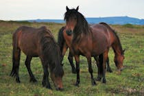 Meet the Dartmoor Ponies at the Trust