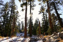 Explore the Palm Springs Aerial Tramway
