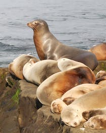 Explore the Enchanting La Jolla Cove