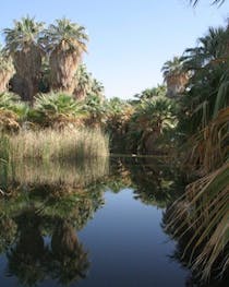 Explore the Serene Coachella Valley Preserve