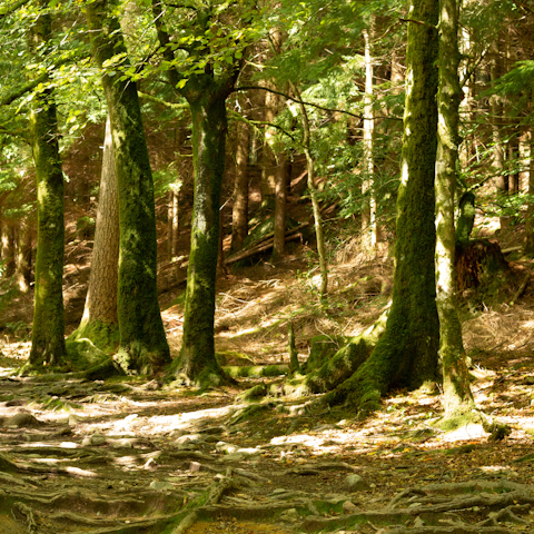 Step out of your cottage's back gate and into Ashdown Forest, famed for being the seeing of Winnie-the-Pooh