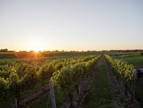 Enjoy Wine and Scenic Views at Wölffer Estate Vineyard