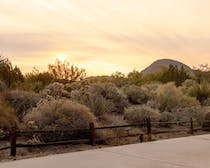 Explore the Desert Wildlife at The Living Desert Zoo and Gardens