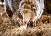 Interact with British Rare Breeds at Cotswold Farm Park
